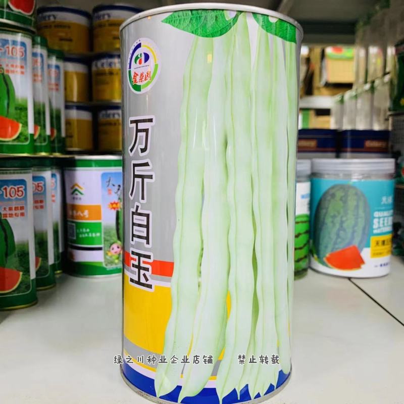 万斤白玉九粒白架豆种子早熟春秋二季四季豆菜豆种子白花