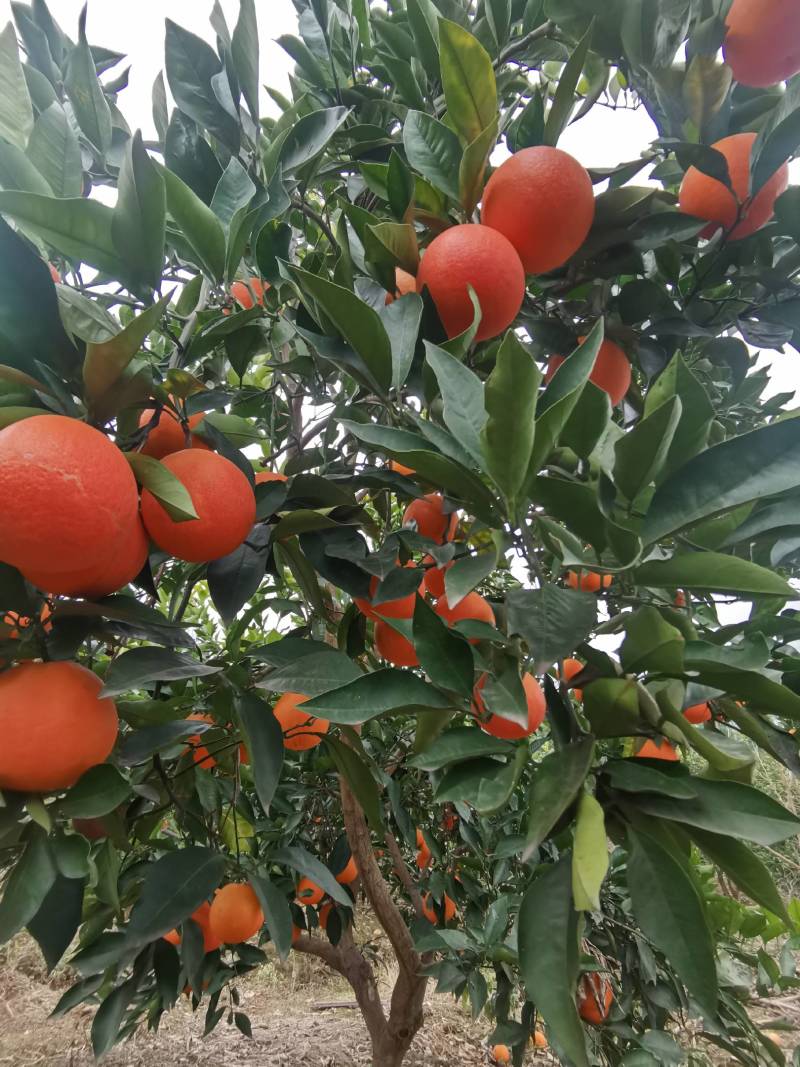万州玫瑰香橙超市电商果一件代发基地直供大量有货