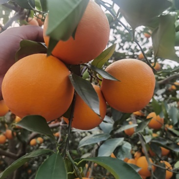万州玫瑰香橙超市电商果一件代发基地直供大量有货