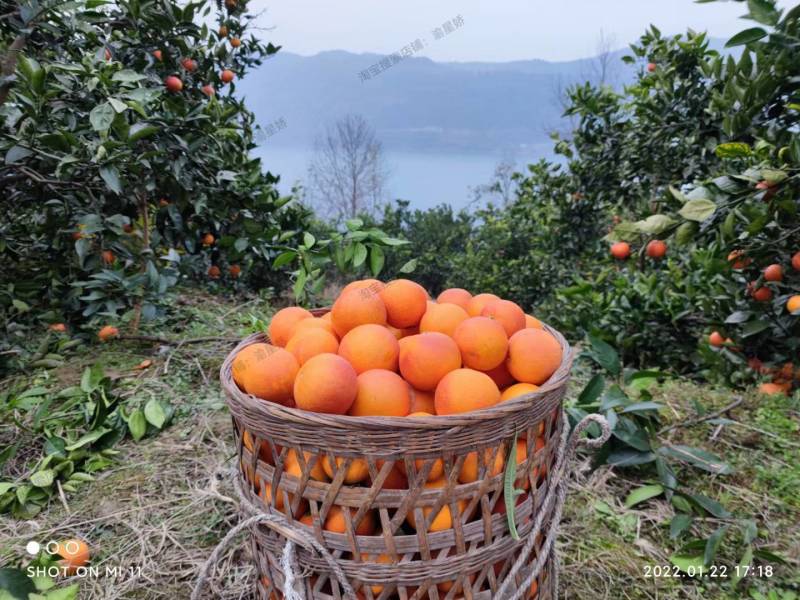万州玫瑰香橙超市电商果一件代发基地直供大量有货