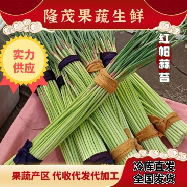 红帽蒜苔河南杂交蒜苔800吨冷库开陆品质好价格公道