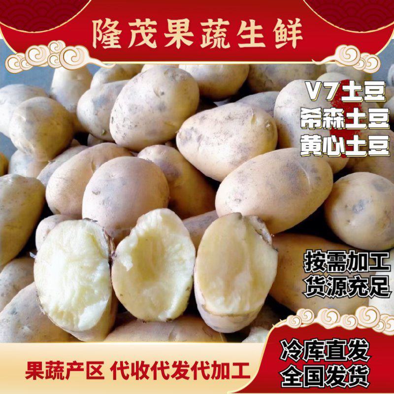 V7土豆沃森土豆河南黄心226土豆冷库直发代加工