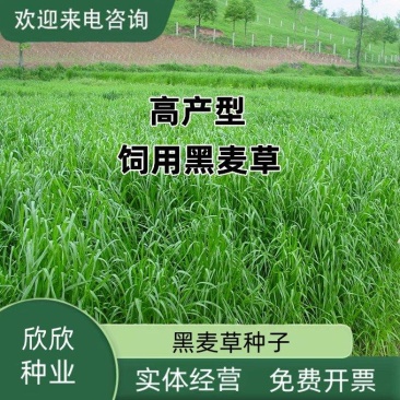 耐寒牧草种子多年生黑麦草种子四季牧草鸡鸭鹅猪牛羊鱼草籽