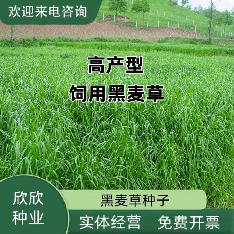 耐寒牧草种子多年生黑麦草种子四季牧草鸡鸭鹅猪牛羊鱼草籽