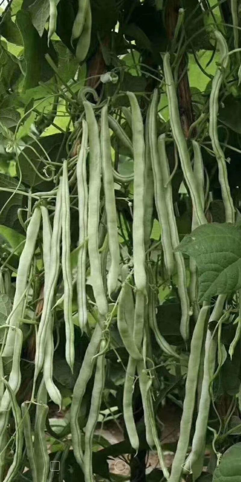 新品种架芸豆种子白玉无瑕架豆角种子抗病产量高四季豆种子