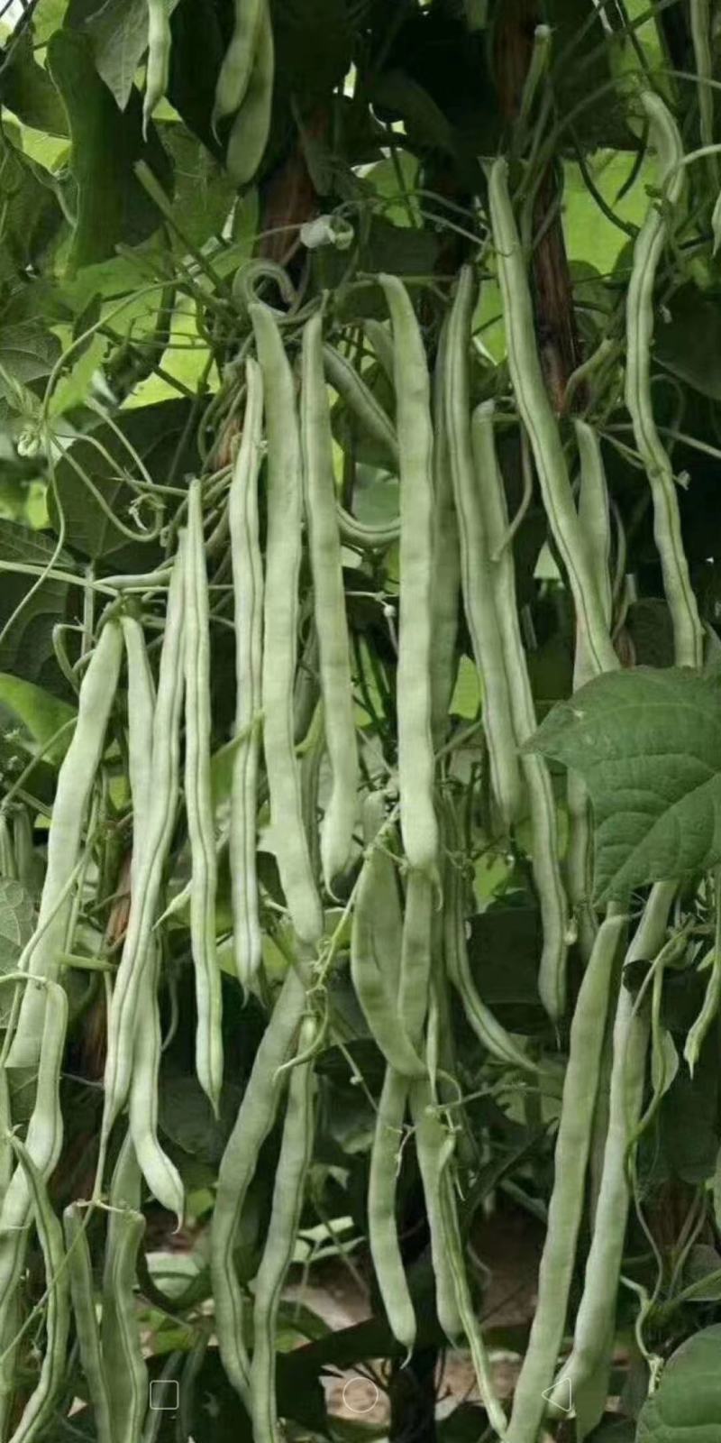 白玉无瑕架豆角种子新品种架芸豆种子抗病产量高四季豆种子