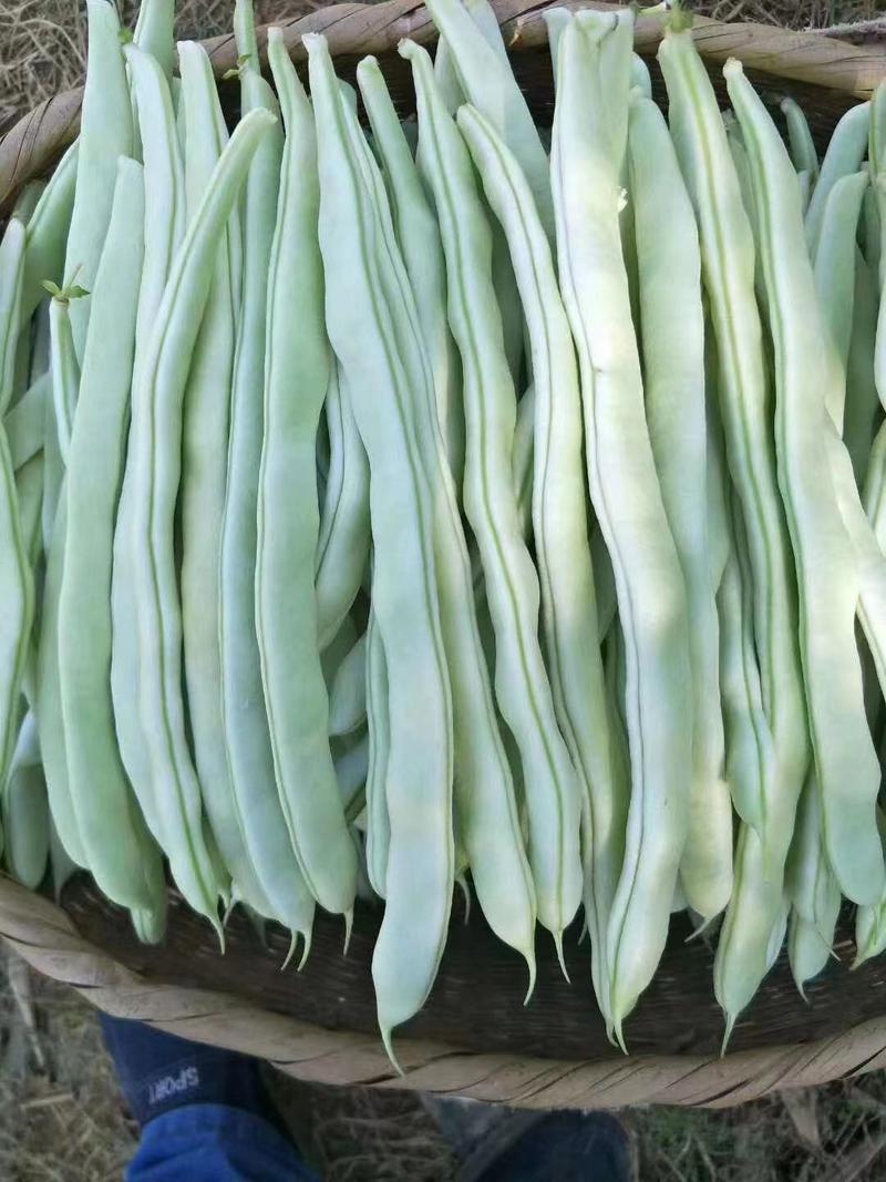 新品种架芸豆种子白玉无瑕架豆角种子抗病产量高四季豆种子