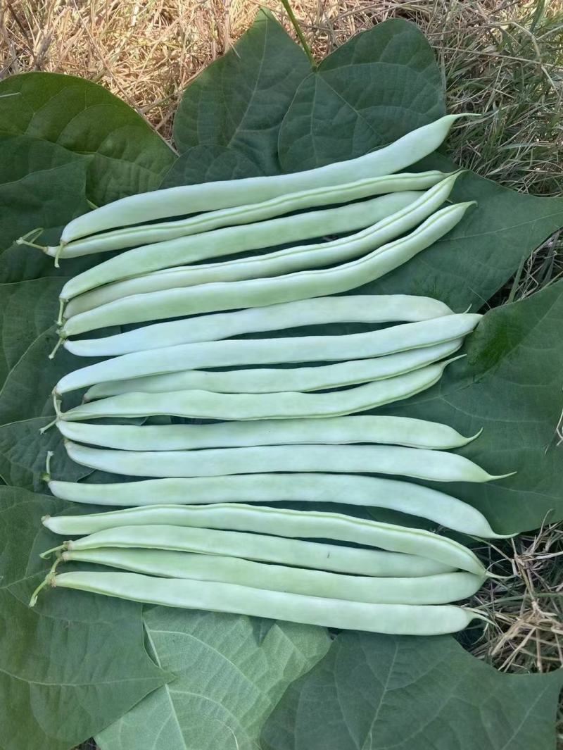 白玉无瑕架豆角种子新品种架芸豆种子抗病产量高四季豆种子
