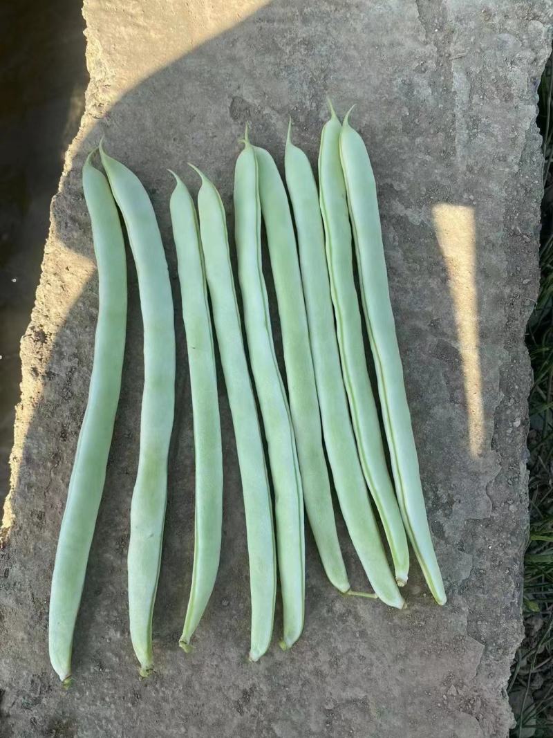 白玉无瑕架豆角种子新品种架芸豆种子抗病产量高四季豆种子