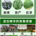 耐寒牧草种子多年生黑麦草种子四季牧草鸡鸭鹅猪牛羊鱼草籽