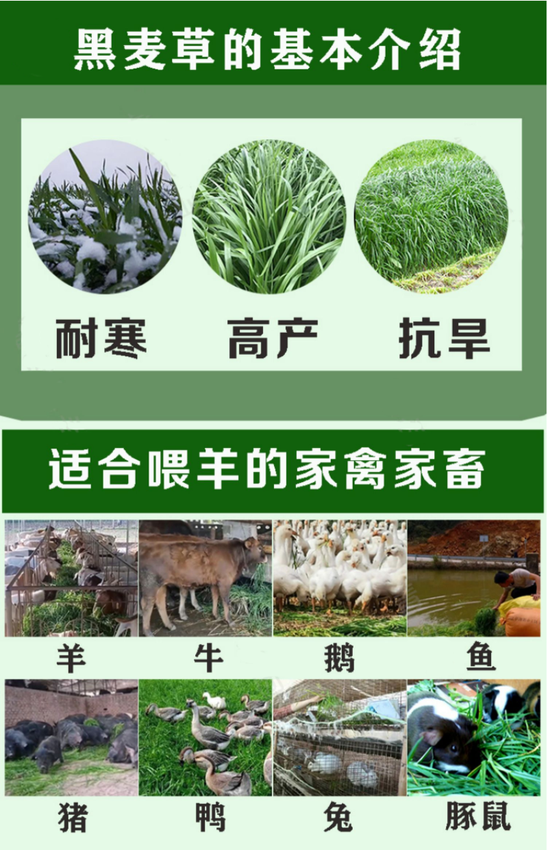 耐寒牧草种子多年生黑麦草种子四季牧草鸡鸭鹅猪牛羊鱼草籽