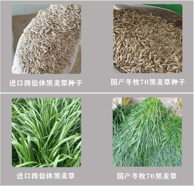 耐寒牧草种子多年生黑麦草种子四季牧草鸡鸭鹅猪牛羊鱼草籽