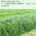 耐寒牧草种子多年生黑麦草种子四季牧草鸡鸭鹅猪牛羊鱼草籽