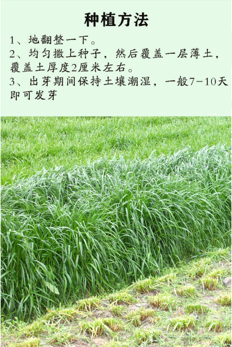 耐寒牧草种子多年生黑麦草种子四季牧草鸡鸭鹅猪牛羊鱼草籽