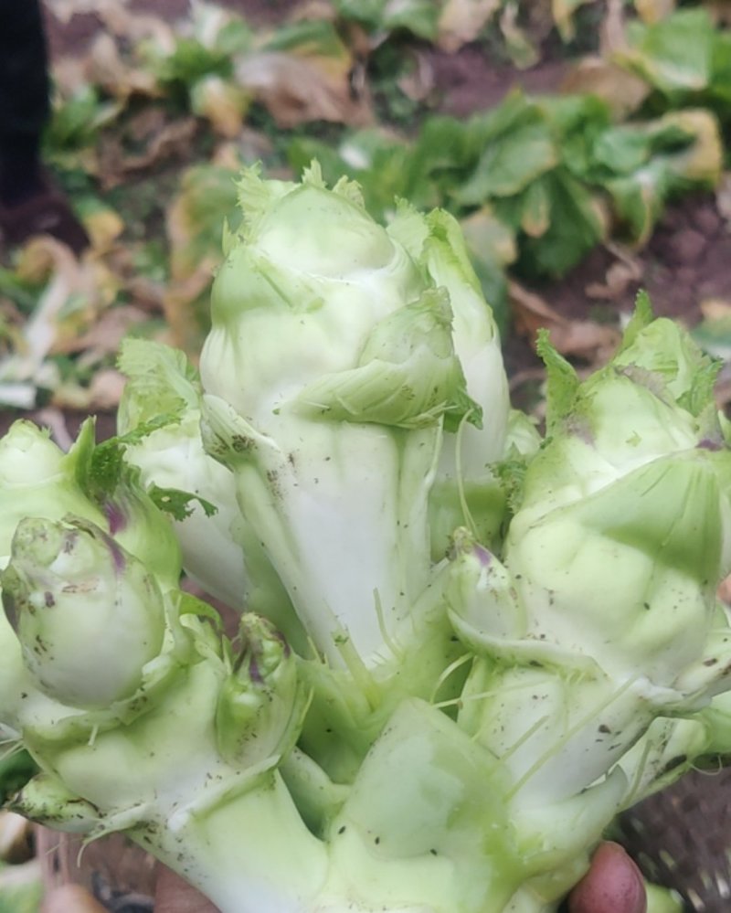 儿菜