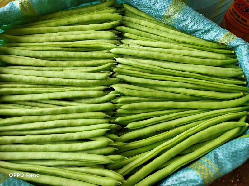 蔬菜基地专用小金豆种子嫩荚无筋四季豆种子红花绿荚肉厚