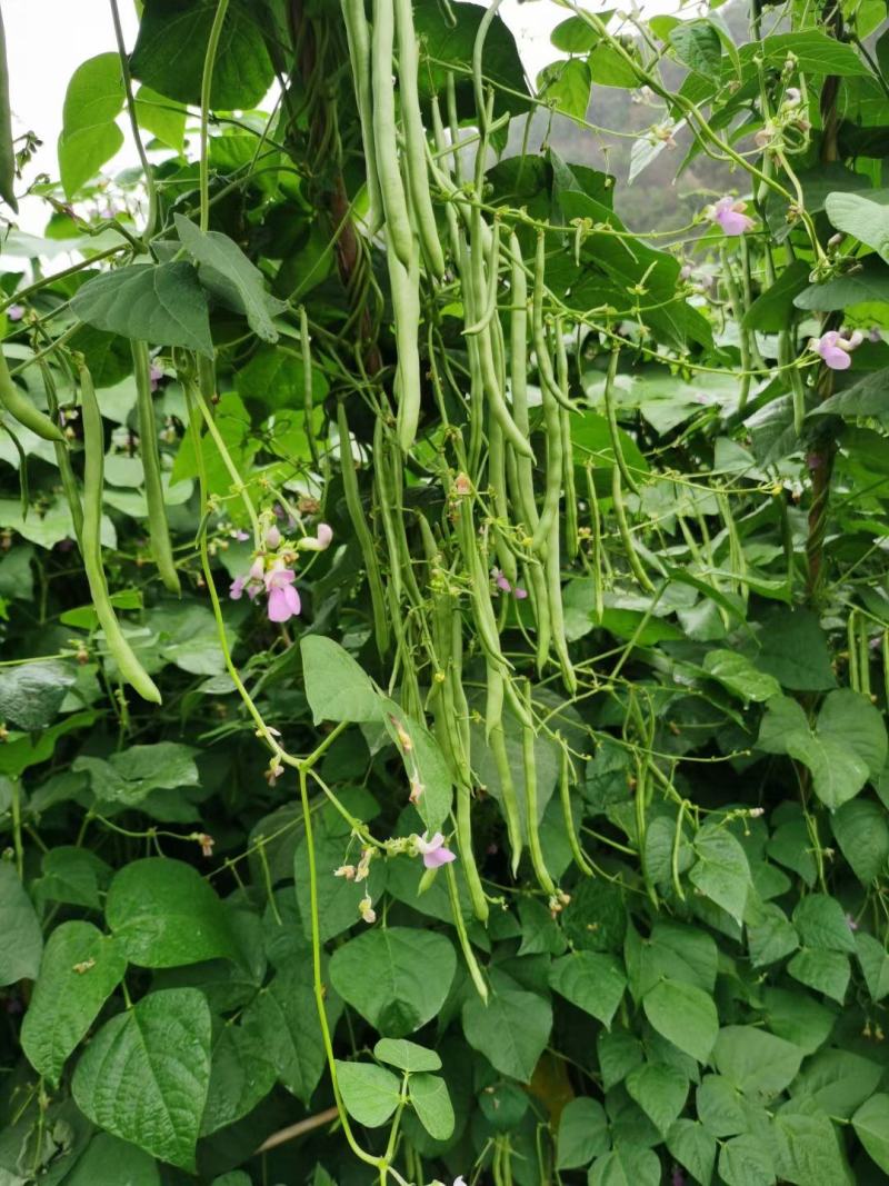 蔬菜基地专用小金豆种子嫩荚无筋四季豆种子红花绿荚肉厚