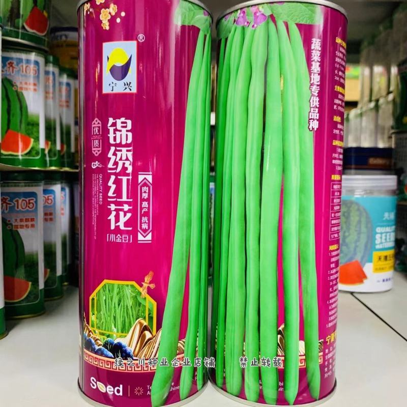 蔬菜基地专用小金豆种子嫩荚无筋四季豆种子红花绿荚肉厚
