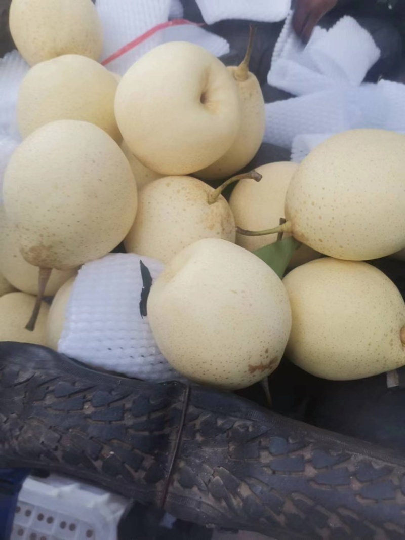 【诚信经营】赵县水晶梨代收代发电商果食品厂合作欢迎咨询