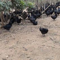 4-4.2斤五黑鸡，大胆问价，卖完回家过年