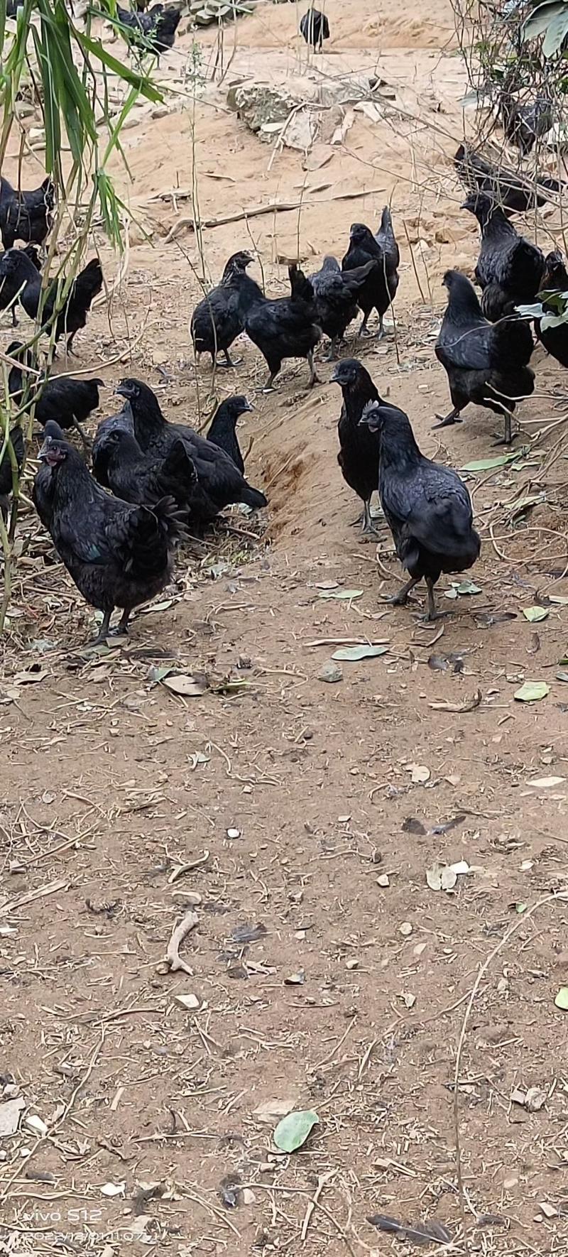 4-4.2斤五黑鸡，大胆问价，卖完回家过年