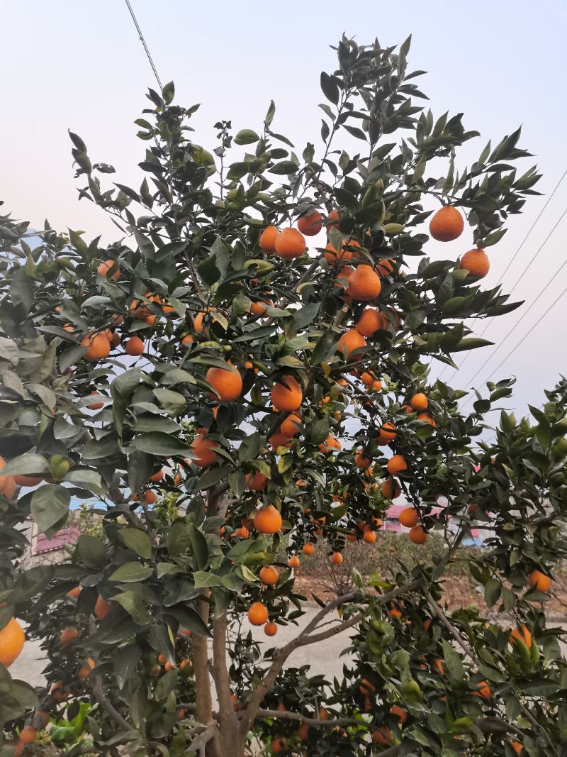 黄果柑产地直供电商果市场果大量供应代发代办个大味美