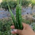 云南青线椒新鲜辣椒货源充足稳定交通便利欢迎选购