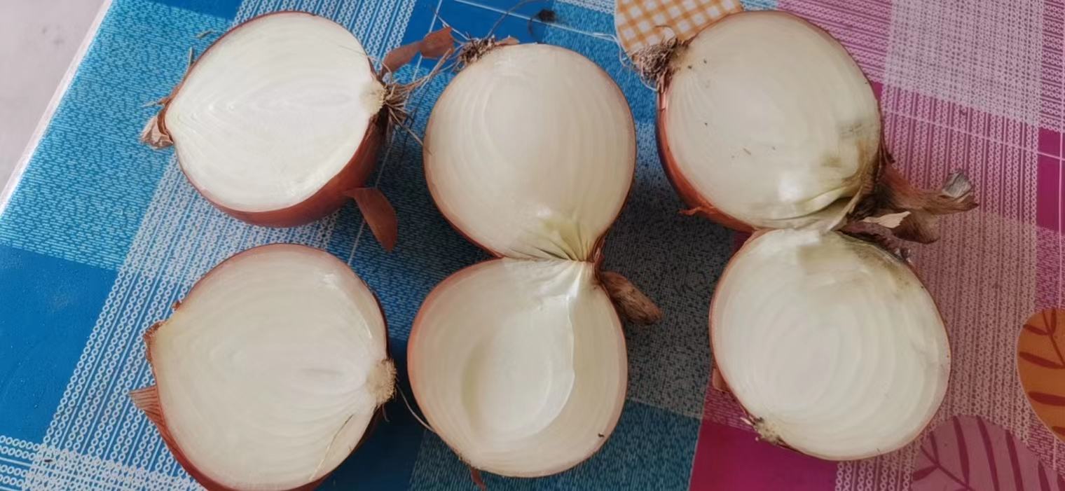黄皮洋葱整体特写