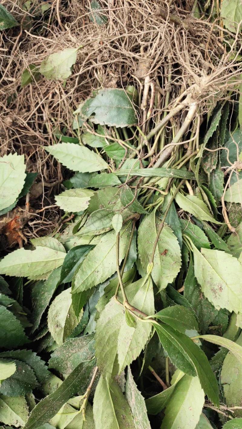 草珊湖苗种植基地，培育基地，自产自销，包技术，包回收，