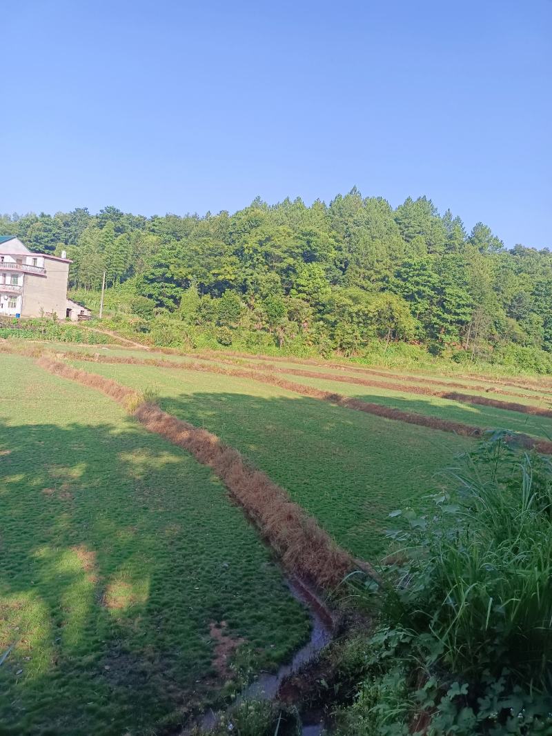 草皮
