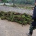 草皮