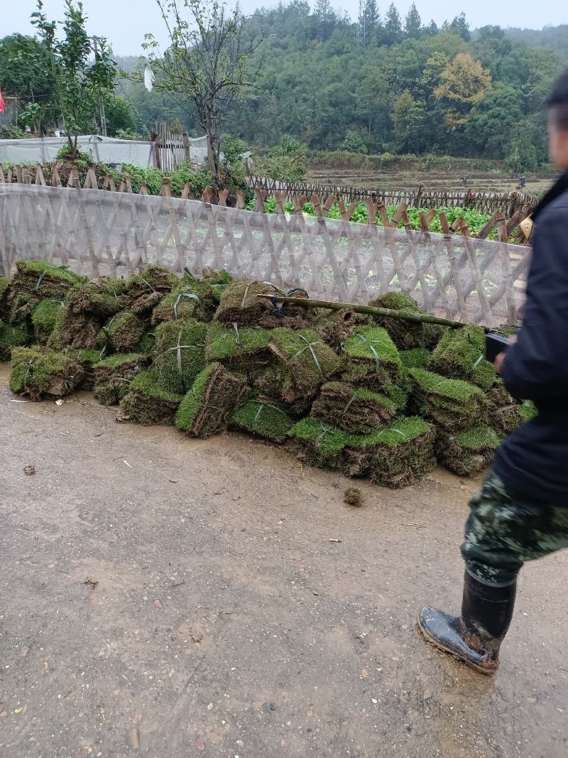 草皮