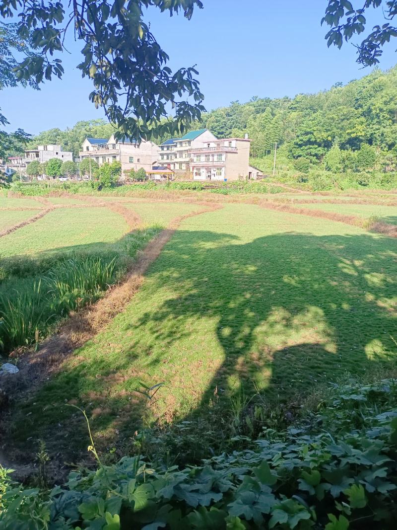 草皮