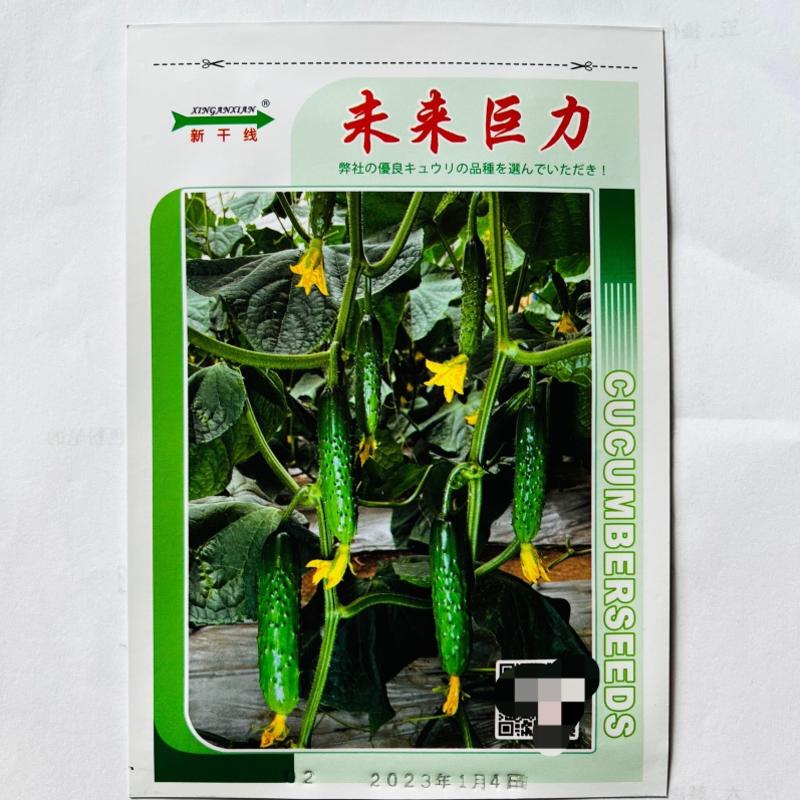 新干线未来巨力强磁水果黄瓜品种种子