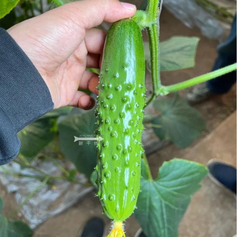 新干线未来巨力强磁水果黄瓜品种种子