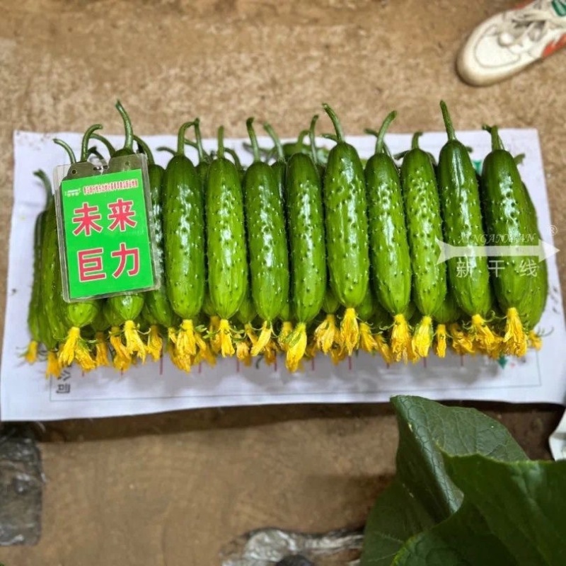 新干线未来巨力强磁水果黄瓜品种种子
