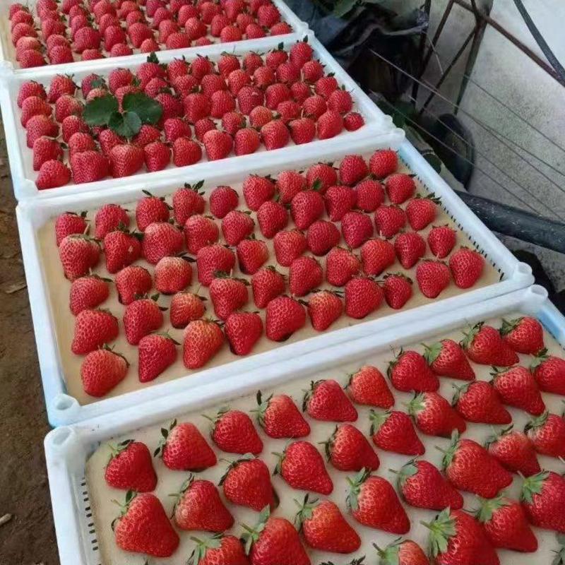 产地直发久久草莓