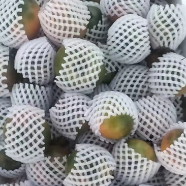 草莓番茄全年供应链