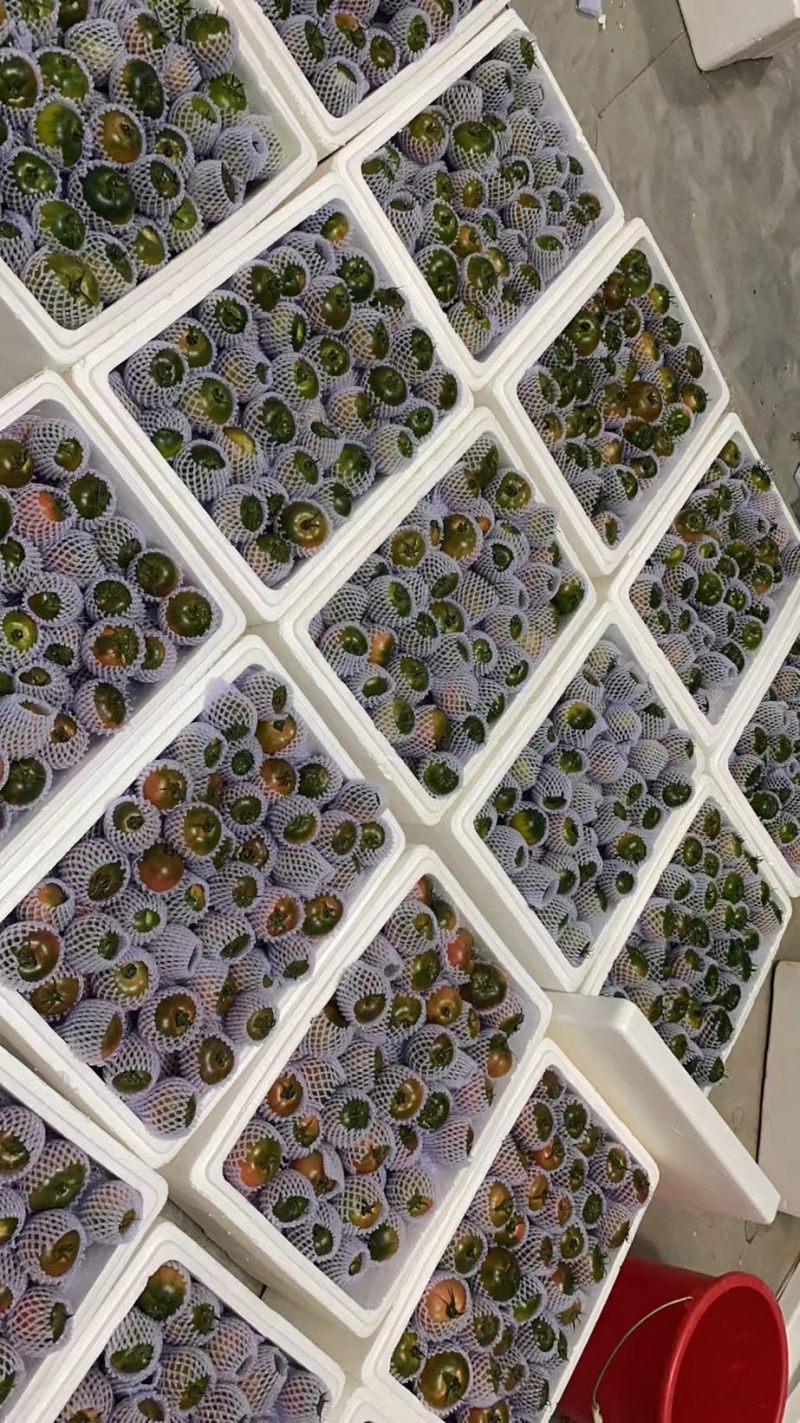 草莓番茄全年供应链