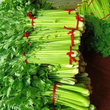 河南省内黄县王保昌商行暖栅芹菜大量上市