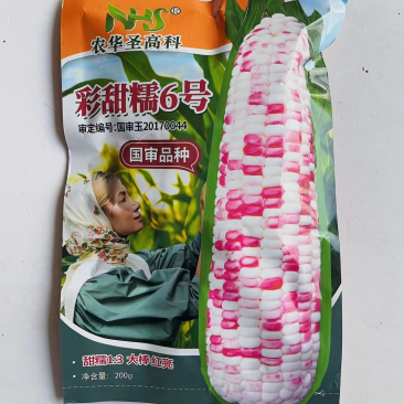 彩糯玉米种子彩甜糯2号甜加糯品种种子