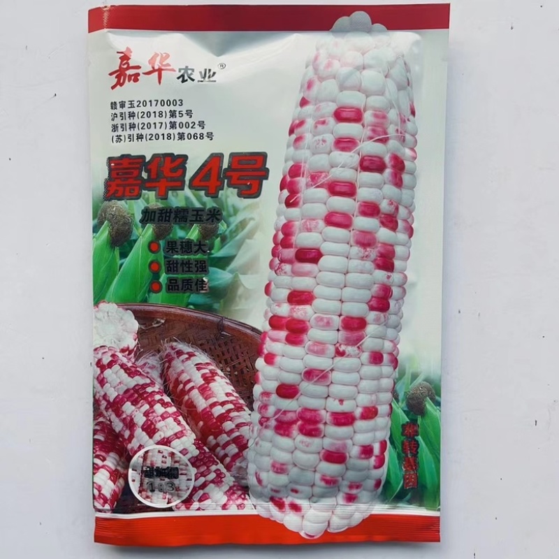 彩糯玉米种子彩甜糯2号甜加糯品种种子