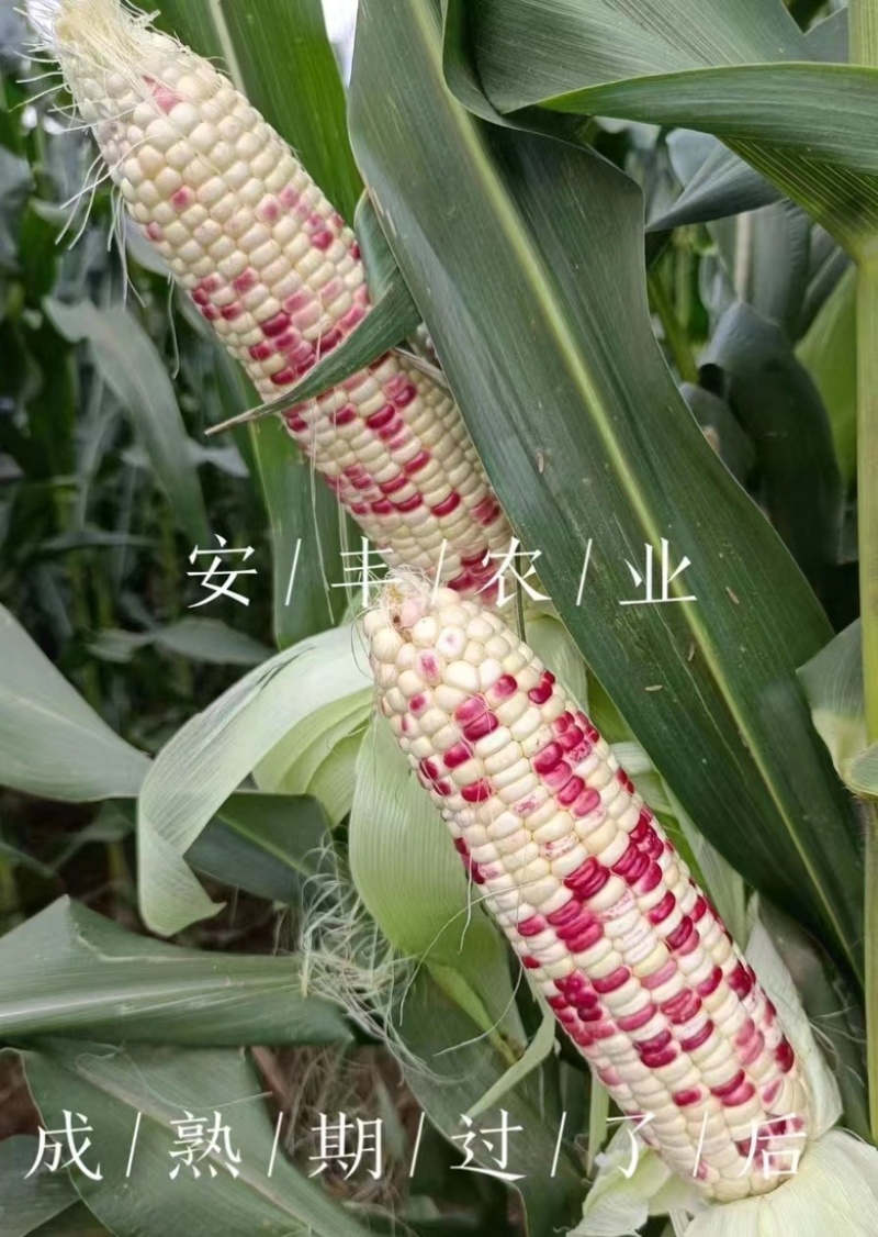 彩糯玉米种子彩甜糯2号甜加糯品种种子