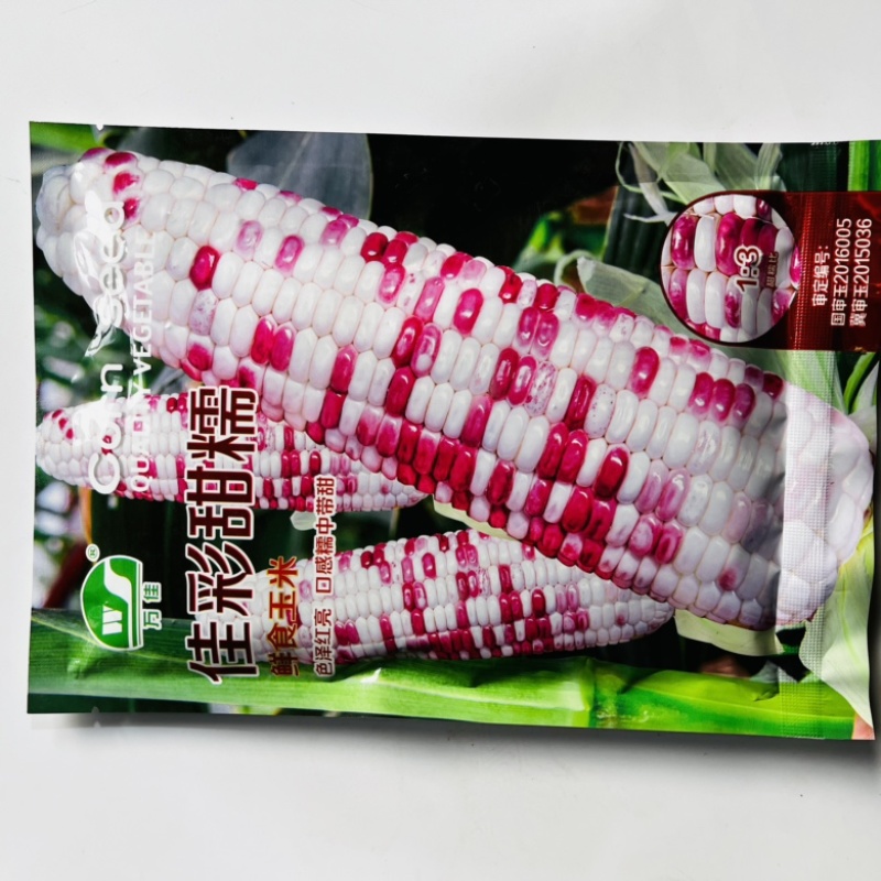 彩糯玉米种子彩甜糯2号甜加糯品种种子