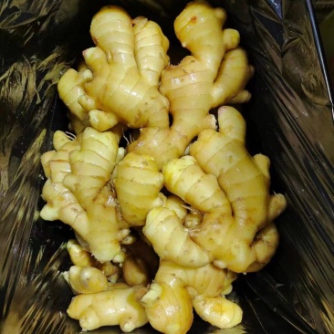 生姜，大小黄姜，姜母常年供应各种规格，精品水洗，出口品质