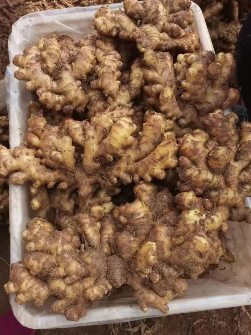 生姜，大小黄姜，姜母常年供应各种规格，精品水洗，出口品质