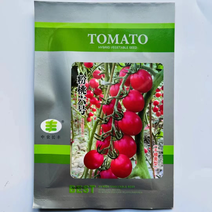 粉桃六号小番茄品种千禧类型品种种子杂交品种