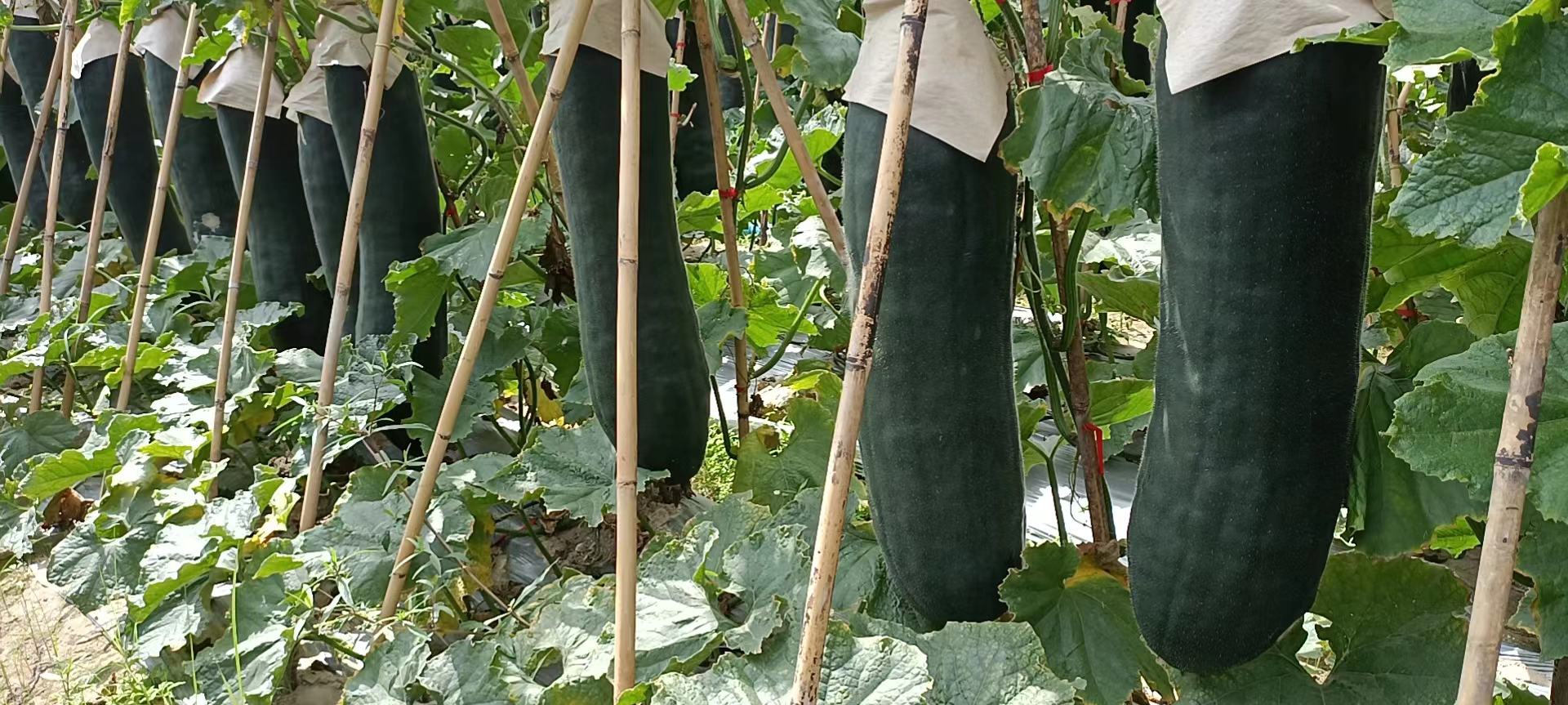 冬瓜种植现场,技术人员指导果实套袋与遮阳网搭建 冬瓜种植田间管理现场
