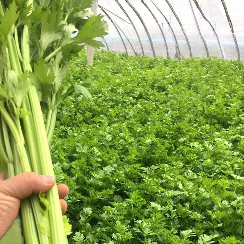 【精品】永年区芹菜大量上市量大从优一条龙服务