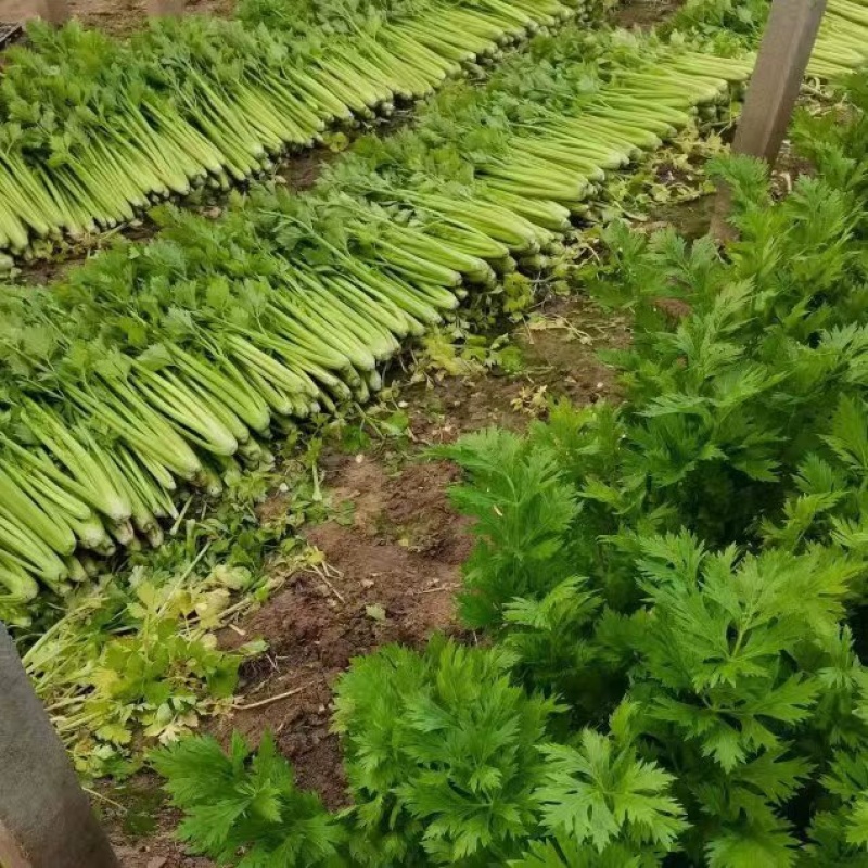 精品暖棚芹菜大量出售